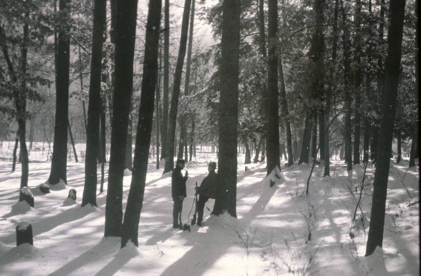 Penn State Deer Forest Study