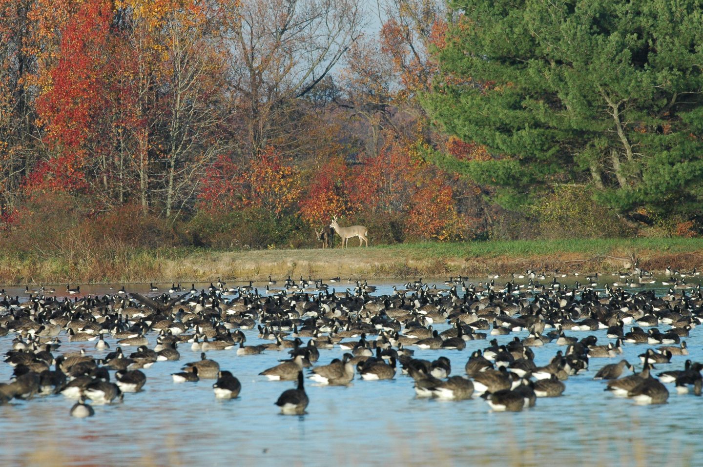 Penn State Deer Forest Study