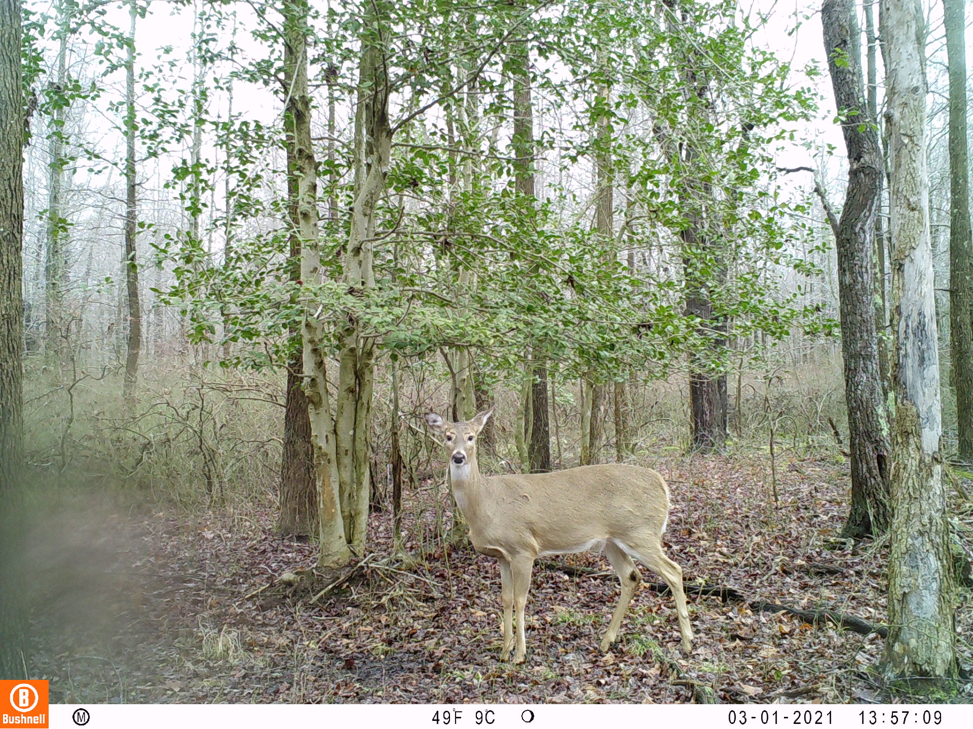 PSU Deer Study