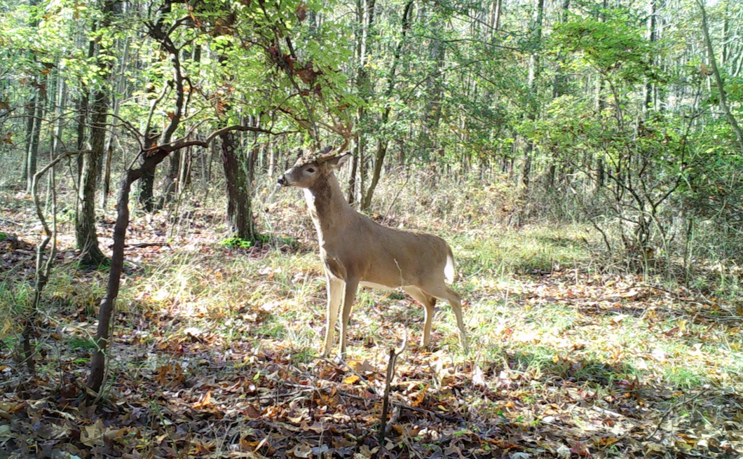 Buck at scrape rubbing branch