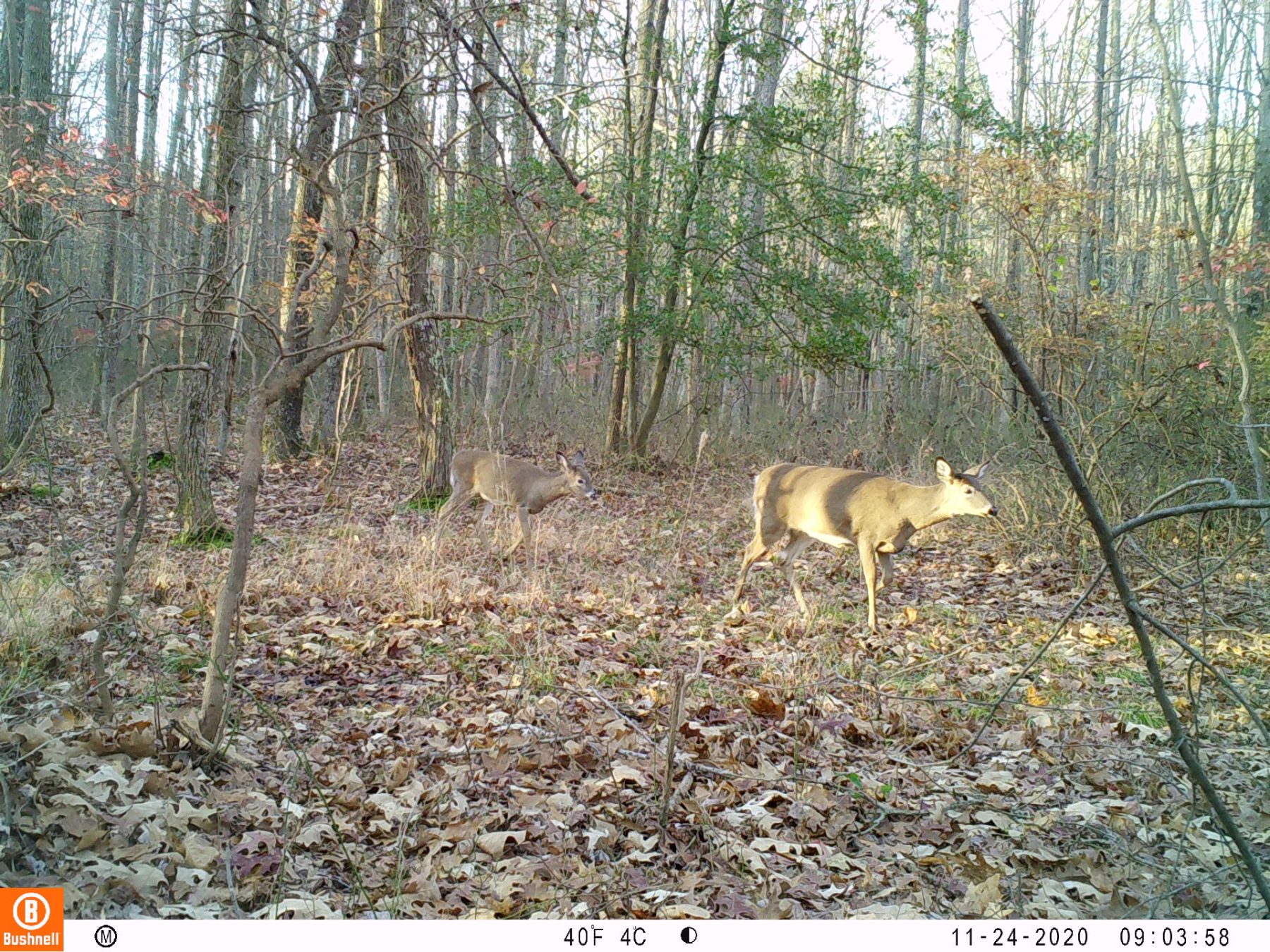 Penn State Deer-Forest Study