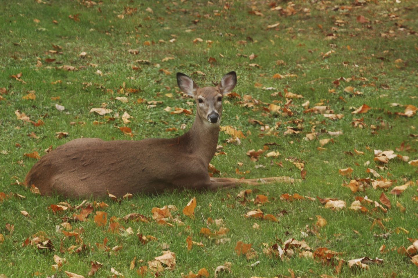 Penn State Deer-forest Study