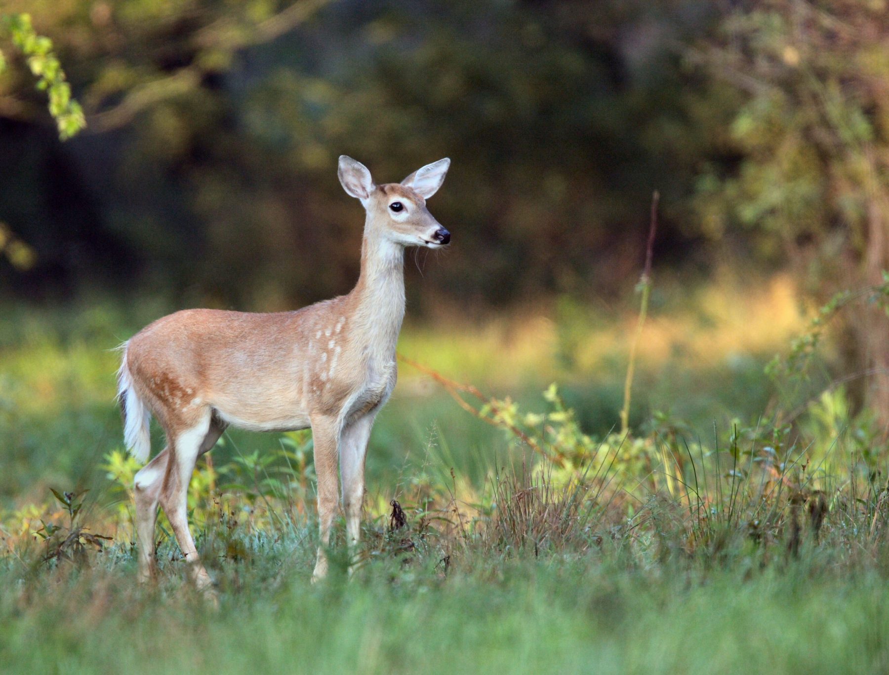 Penn State Deer-Forest Study