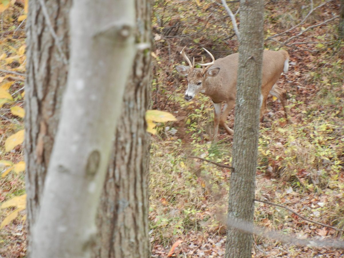 Penn State DeerForest Study