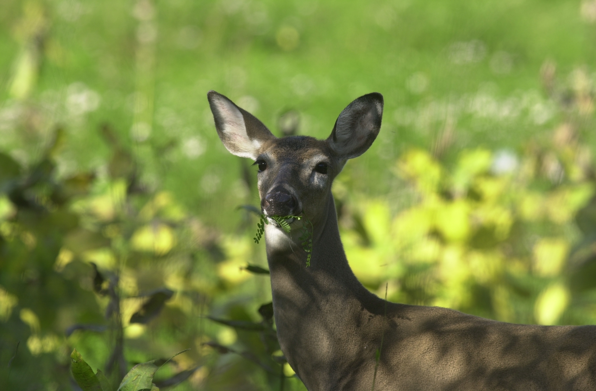 Nasal Bots in Deer  Nasal Bots in Whitetail