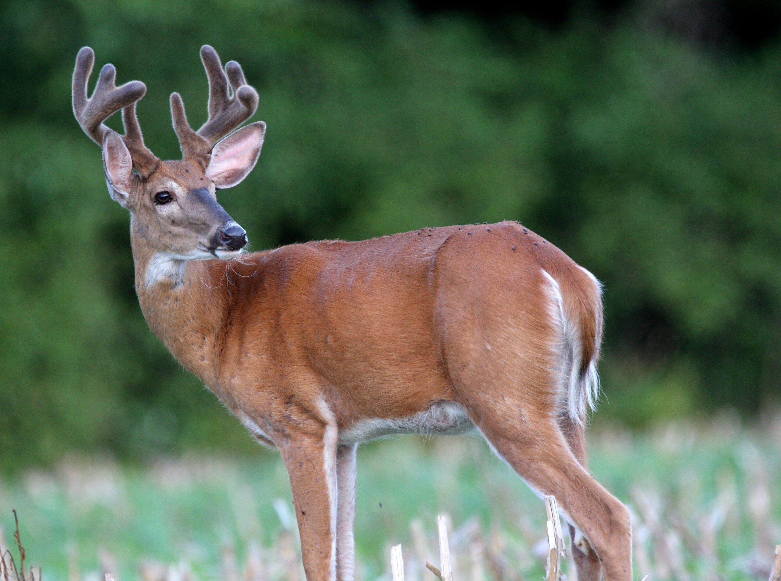 Penn State Deer Forest Study