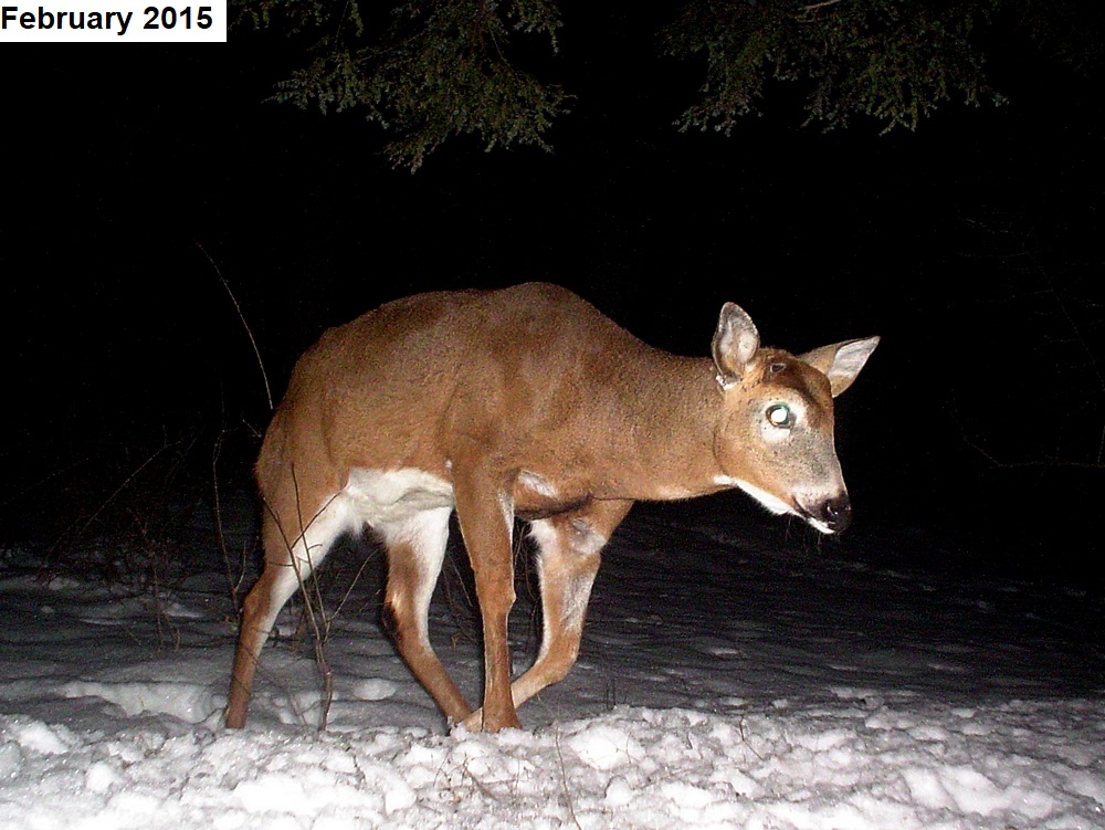 PSU Deer Study