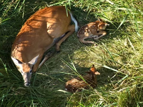 drone picture of a doe with 2 new born fawns in a hay field