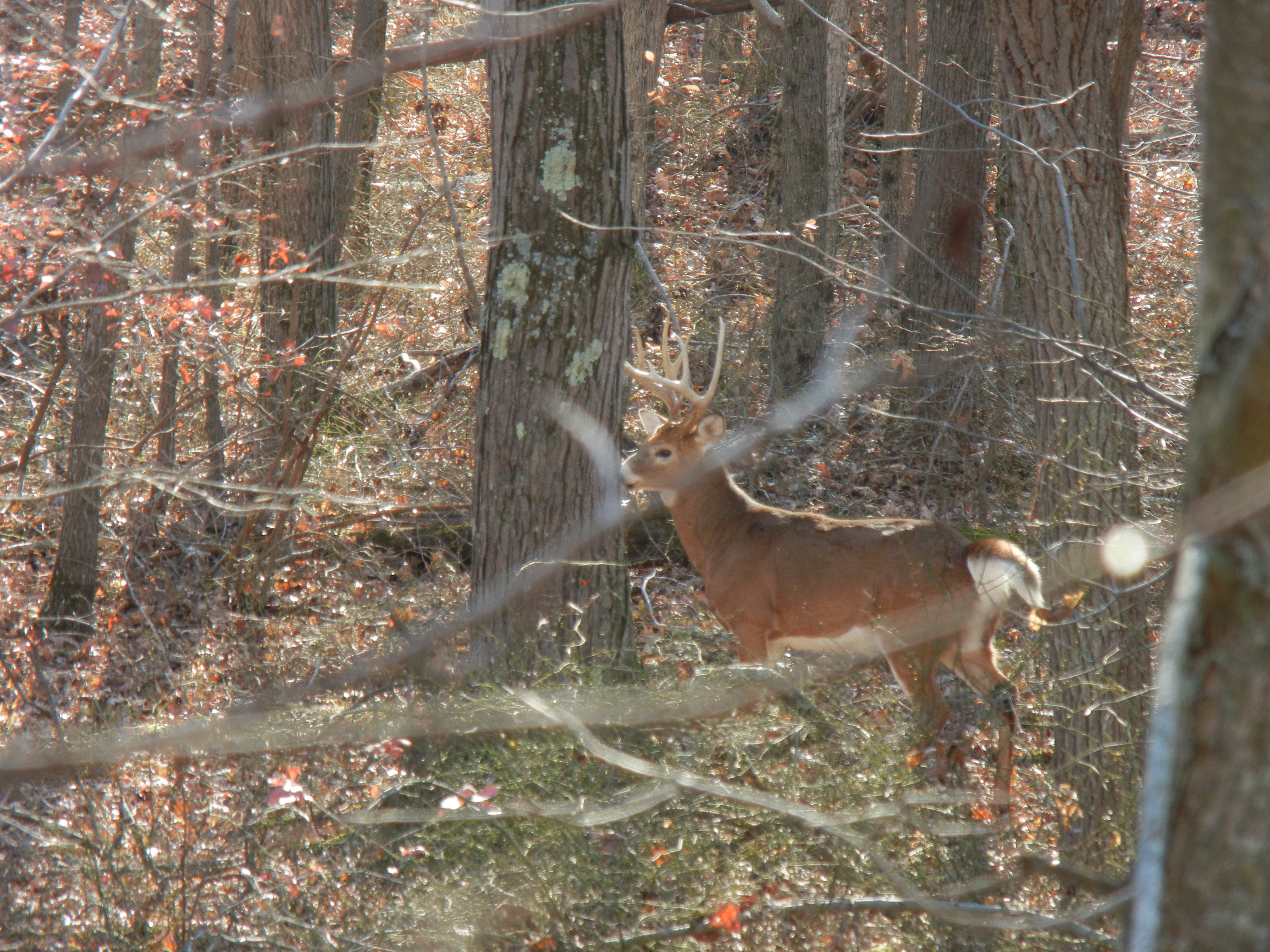 PSU Deer Study