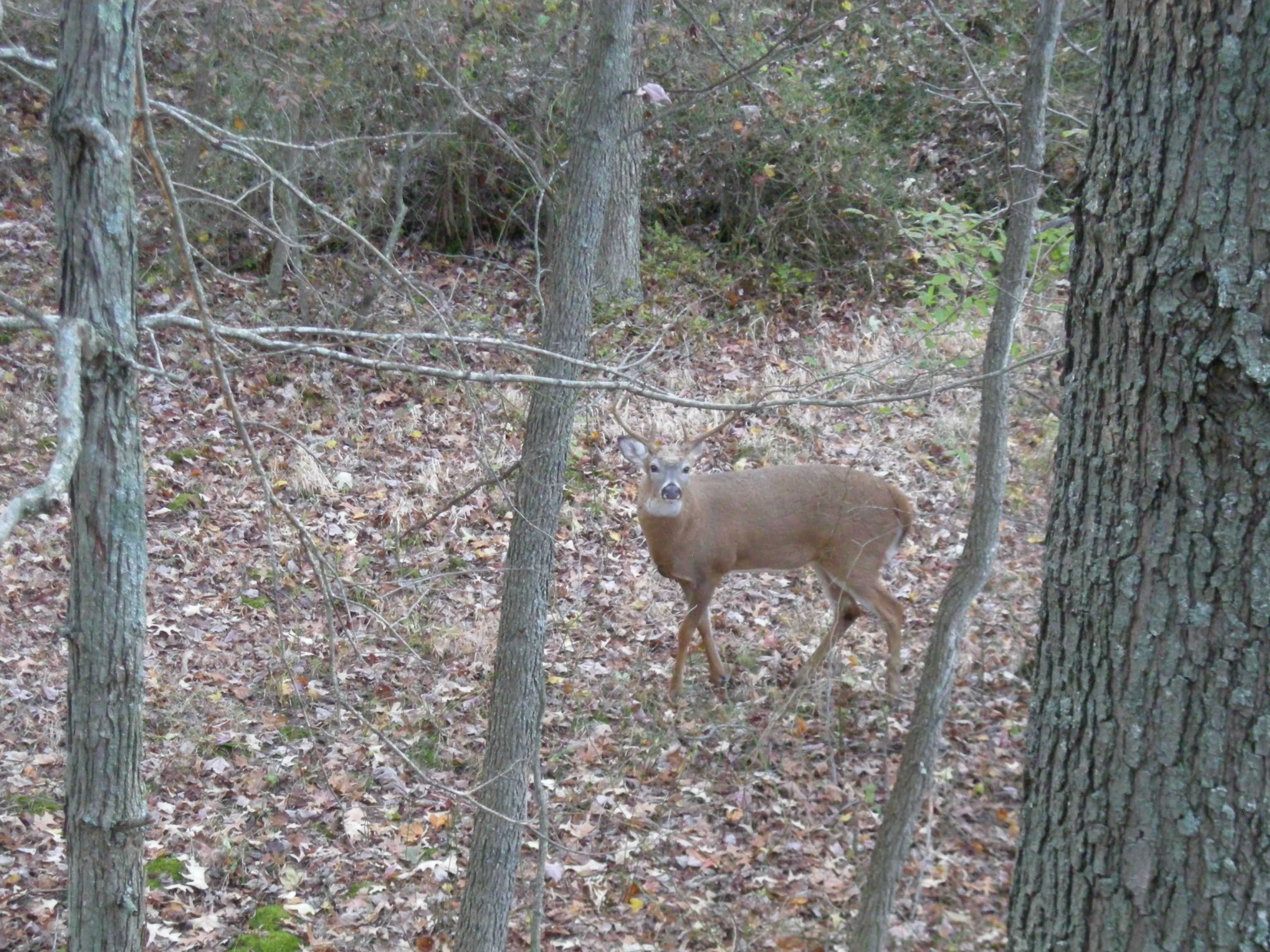 PSU Deer Study