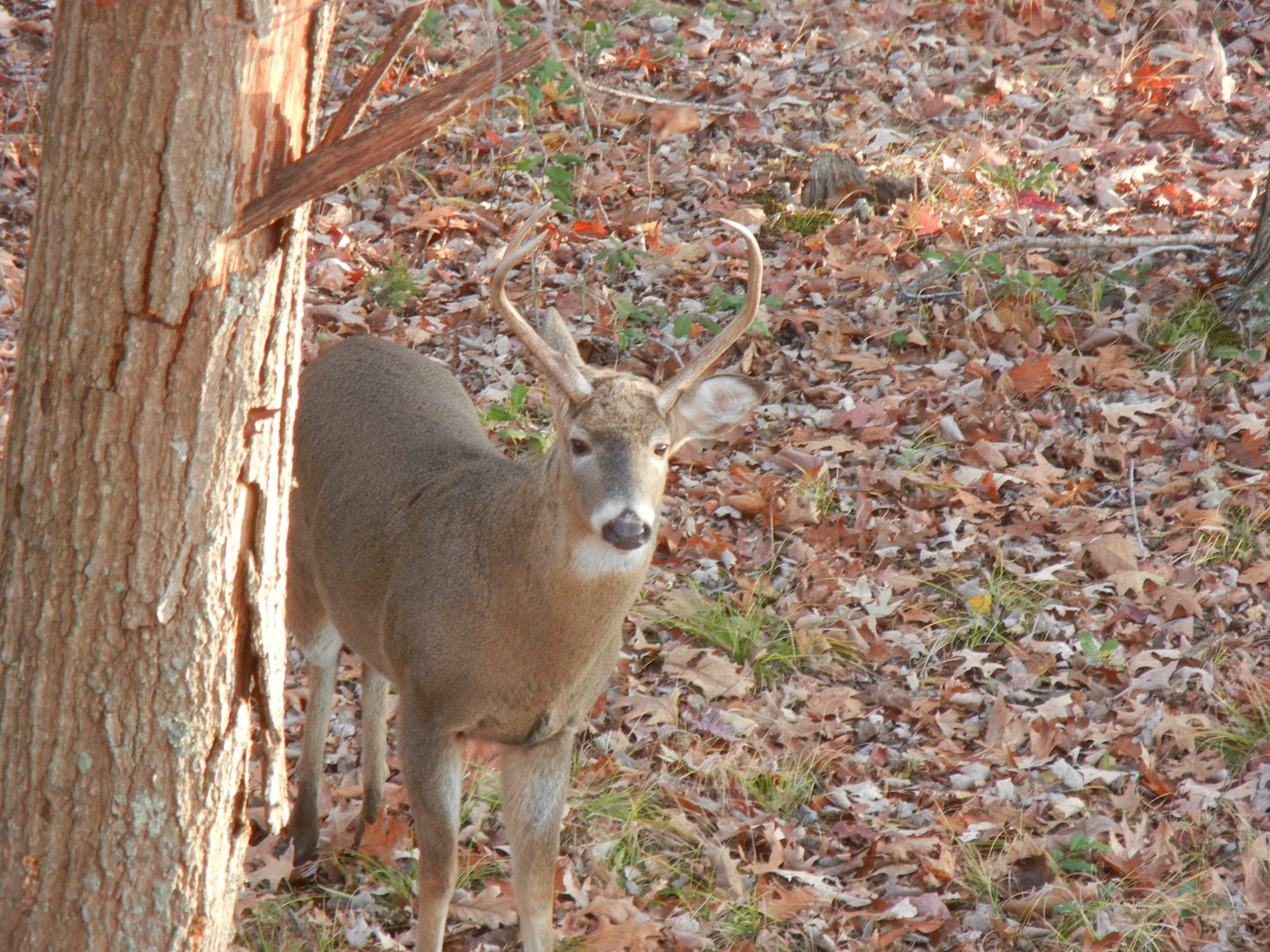 PSU Deer Study