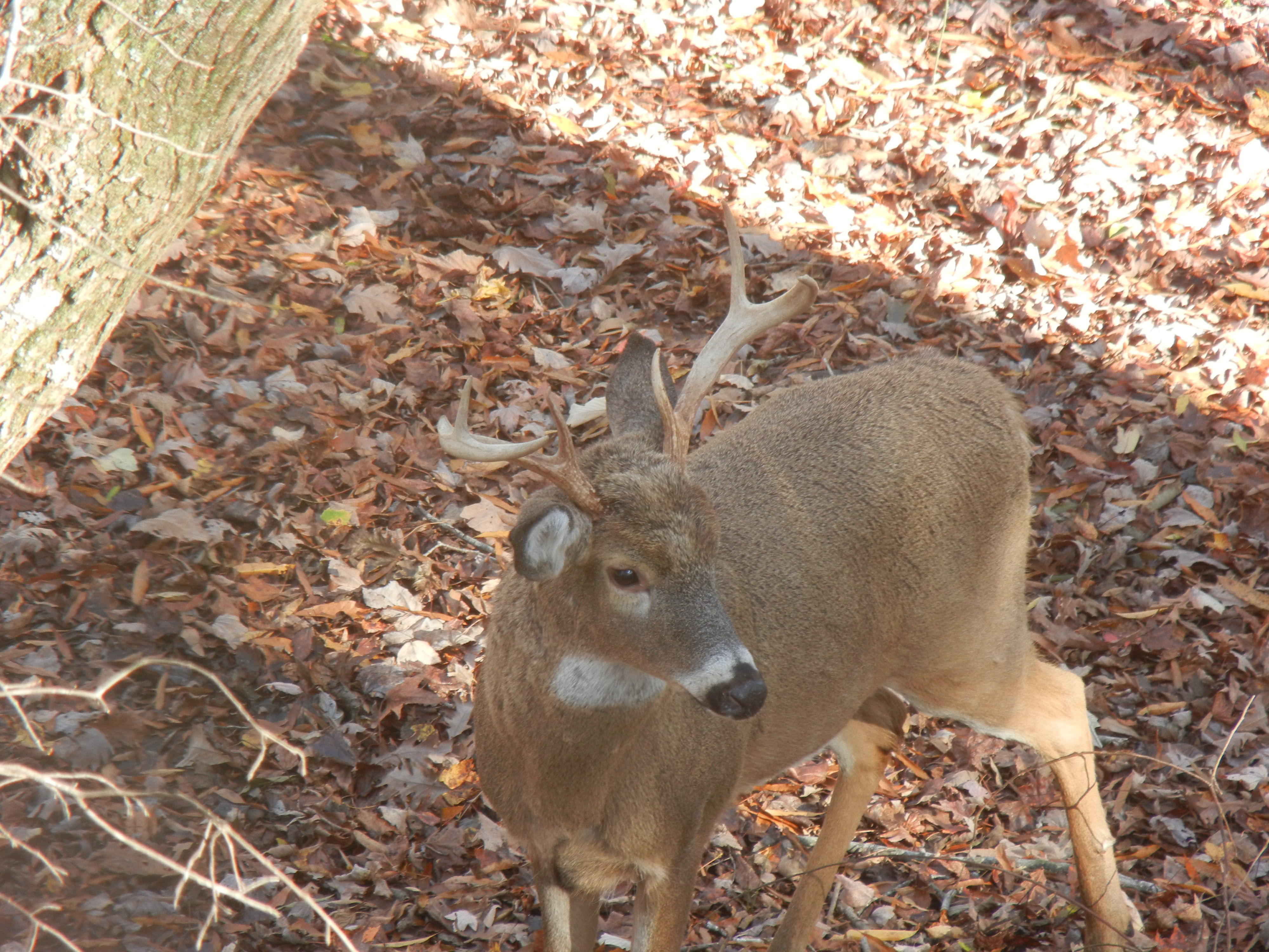 PSU Deer Study