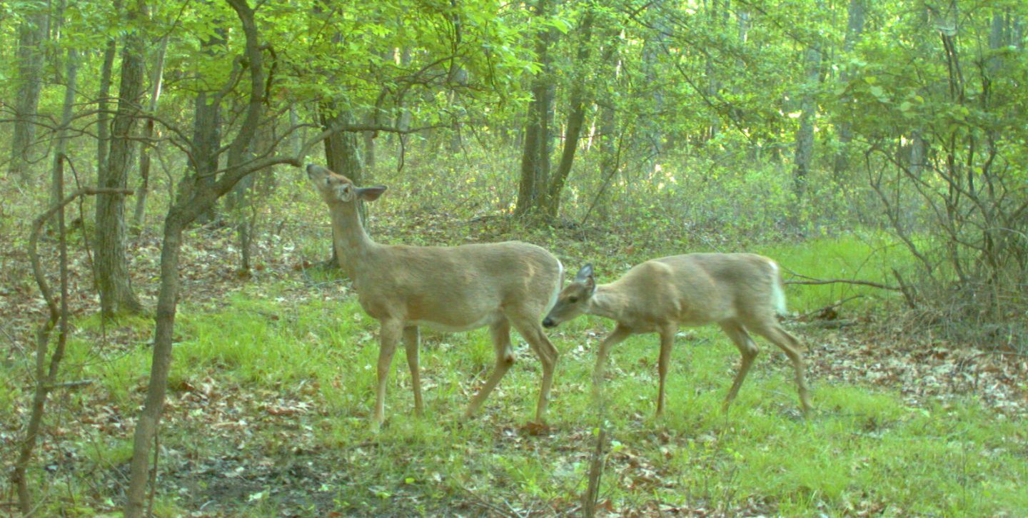 Penn State DeerForest Study