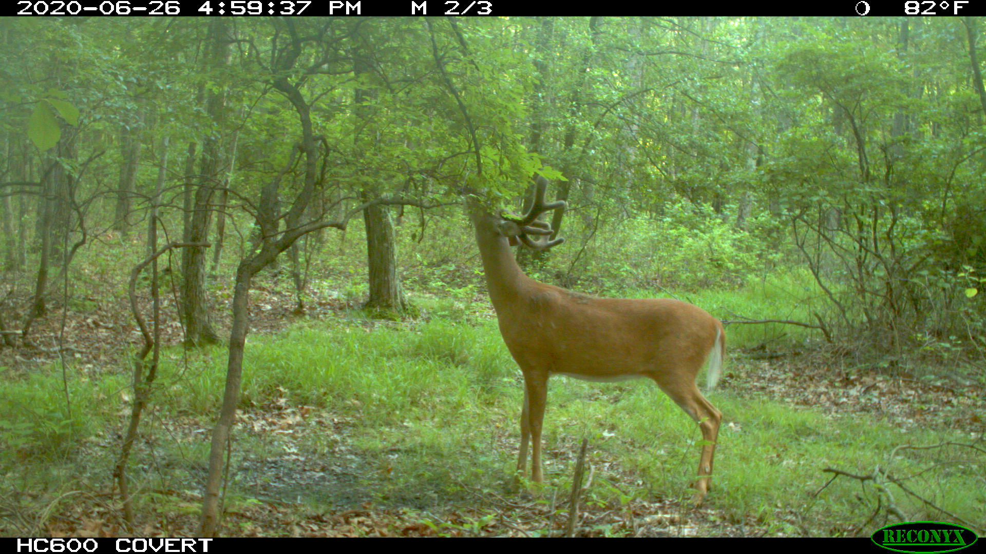 Penn State Deer-Forest Study