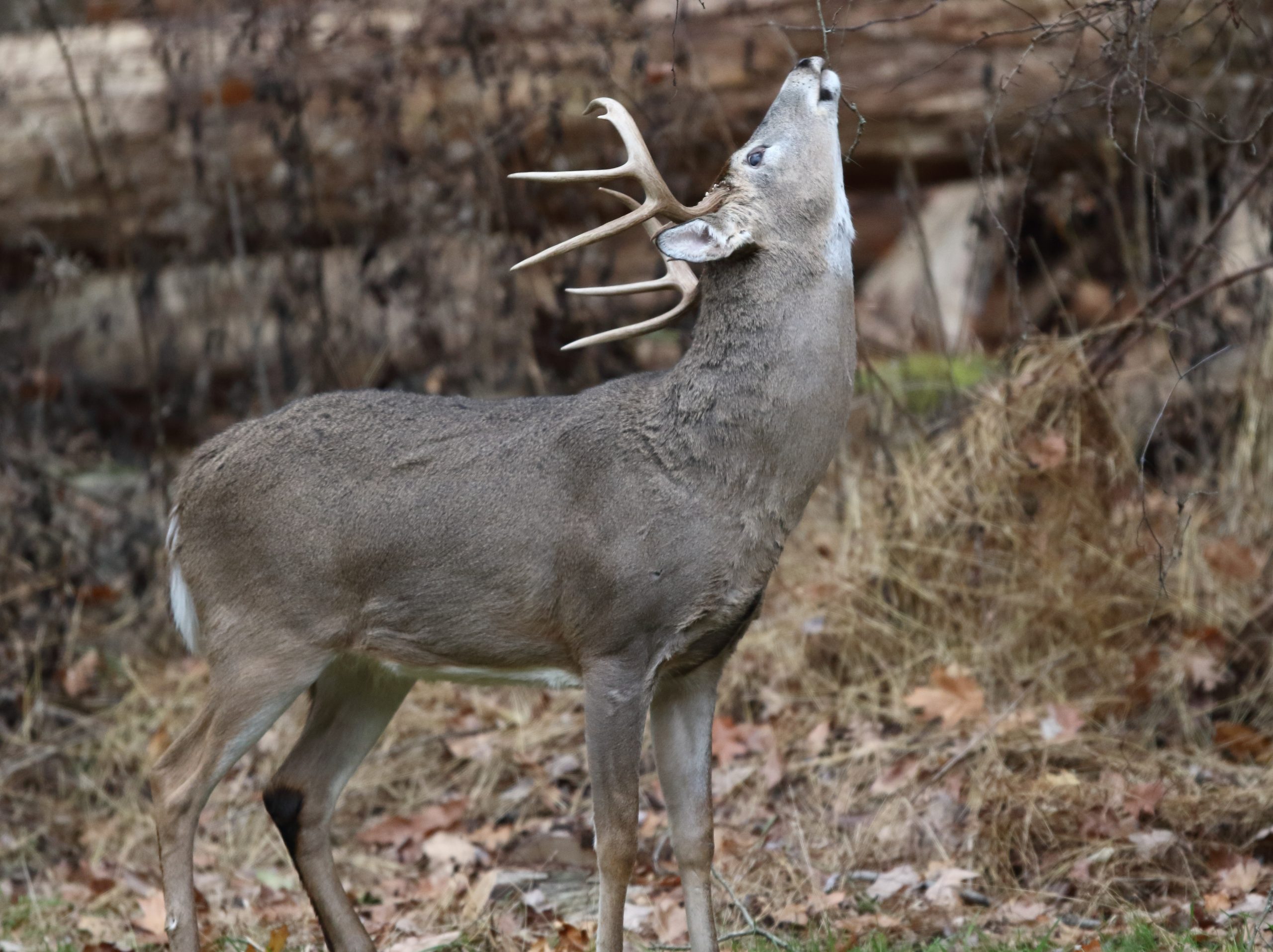 Penn State Deer-Forest Study