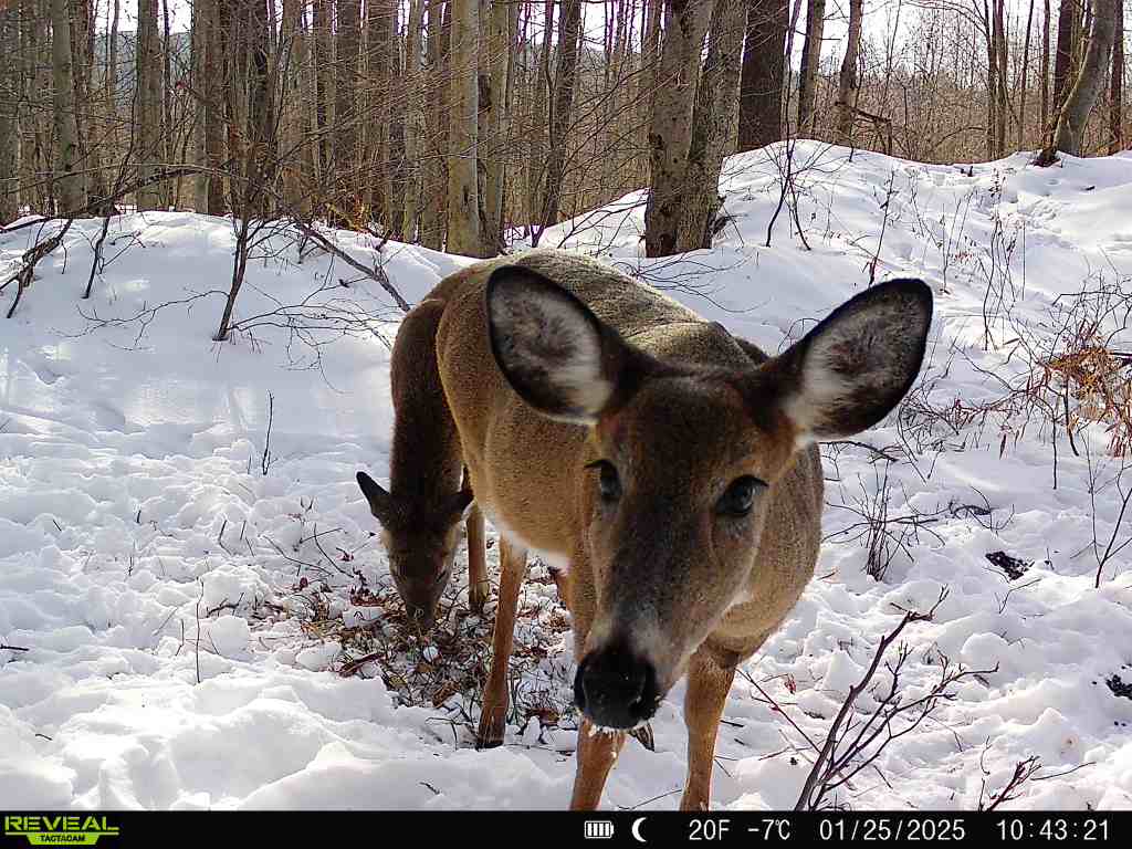 Deer looking at camera at a bait site