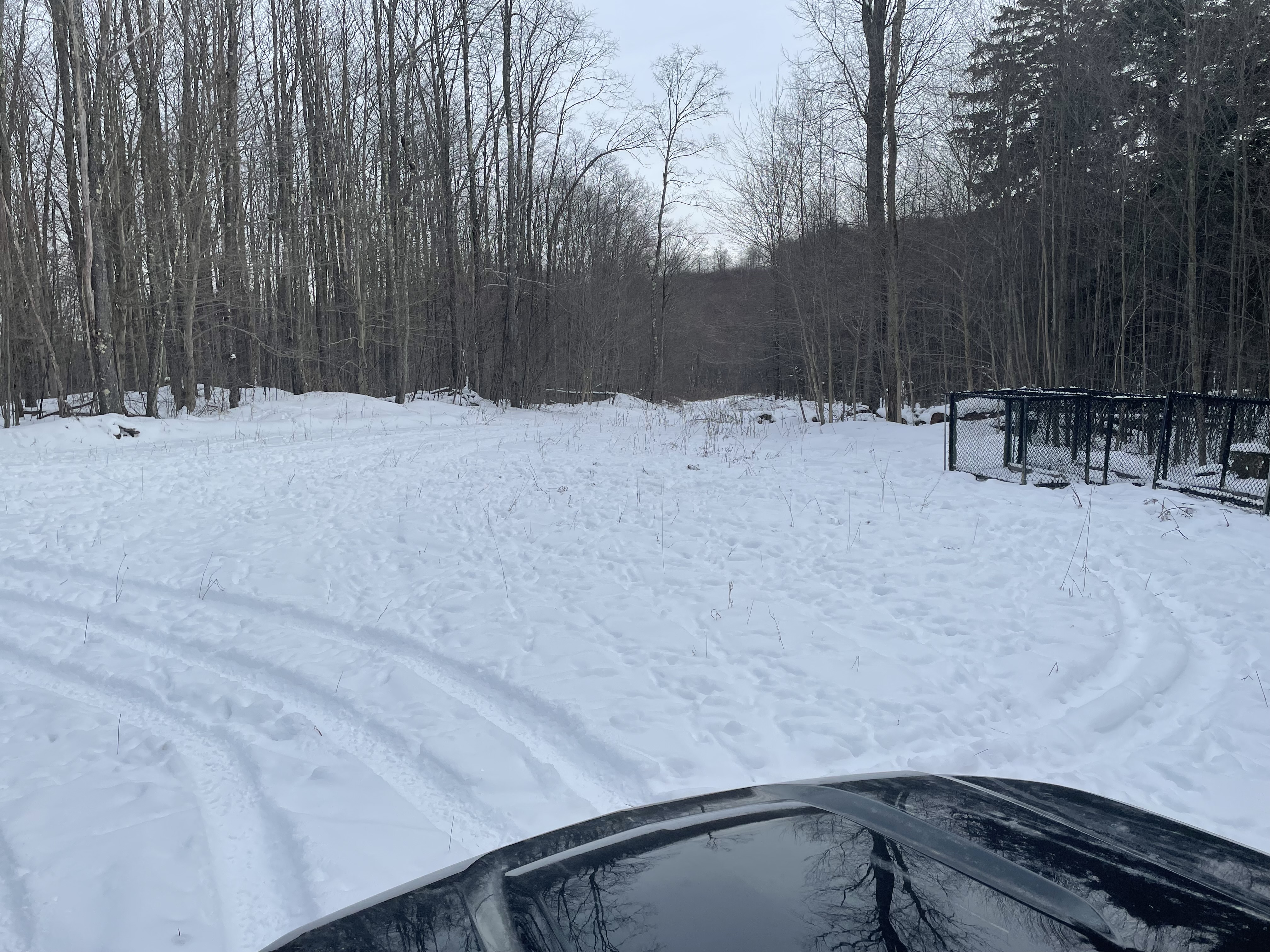 Deer track in the snow