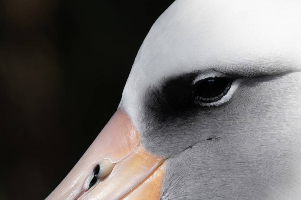 Close up of the eye of a Laysan albatross